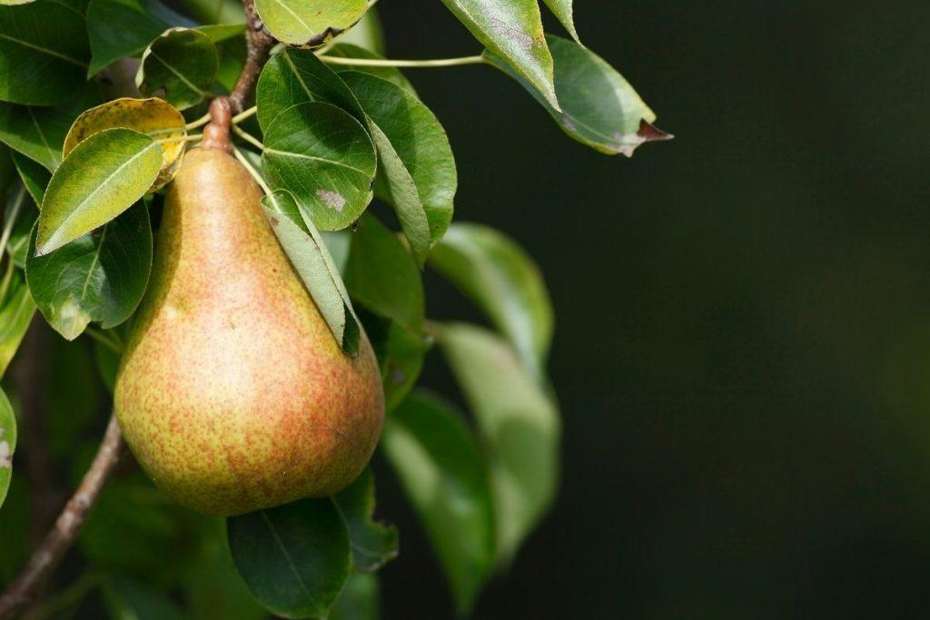 Rudeninė vaismedžių priežiūra: vienas mišinys, kuris maitina ir apsaugo medžius