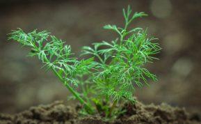 Sėkite krapus dabar ir pavasaris jums padovanos daugybę šių kvapnių žalumynų