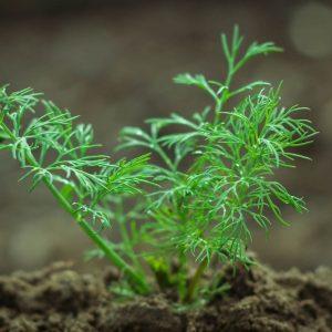 Sėkite krapus dabar ir pavasaris jums padovanos daugybę šių kvapnių žalumynų
