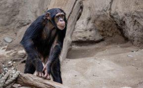 Sena šimpanzė sunkiai sirgo ir atsisakė valgyti – į pagalbą atėjo ją auginęs žmogus