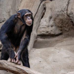 Sena šimpanzė sunkiai sirgo ir atsisakė valgyti – į pagalbą atėjo ją auginęs žmogus