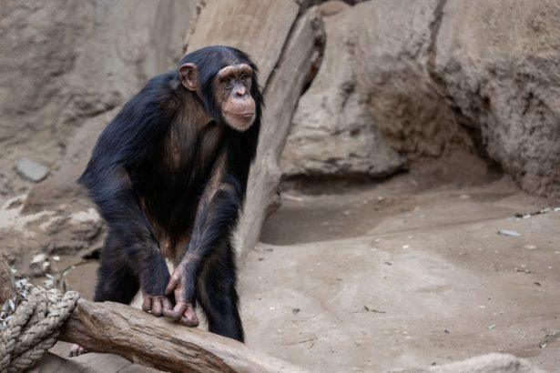 Sena šimpanzė sunkiai sirgo ir atsisakė valgyti – į pagalbą atėjo ją auginęs žmogus