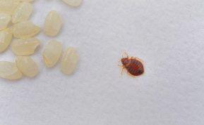 Šie požymiai patvirtina, kad jūsų namuose yra blakių. Reaguokite nedelsiant!