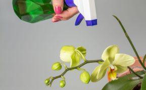 Štai kas atsitinka orchidėjai, kai ją laistote vandentiekio vandeniu. Tai turi įtakos žydėjimui!