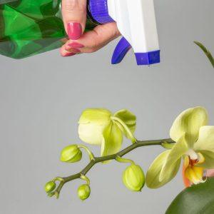 Štai kas atsitinka orchidėjai, kai ją laistote vandentiekio vandeniu. Tai turi įtakos žydėjimui!