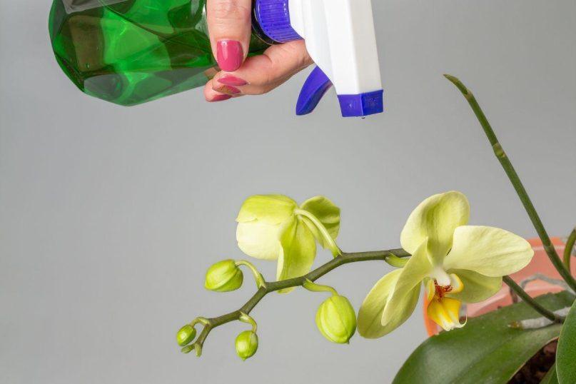 Štai kas atsitinka orchidėjai, kai ją laistote vandentiekio vandeniu. Tai turi įtakos žydėjimui!