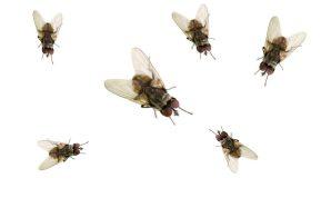 Tik trys ingredientai ir vaisinių muselių atsikratysite visam laikui!