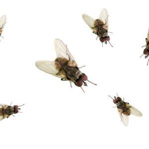 Tik trys ingredientai ir vaisinių muselių atsikratysite visam laikui!