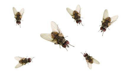 Tik trys ingredientai ir vaisinių muselių atsikratysite visam laikui!