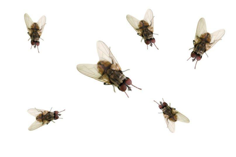 Tik trys ingredientai ir vaisinių muselių atsikratysite visam laikui!