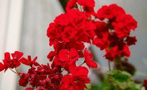 Tik vienas lašas jodo, o pelargonija žydės visus metus!