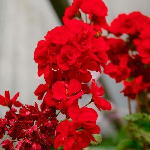 Tik vienas lašas jodo, o pelargonija žydės visus metus!