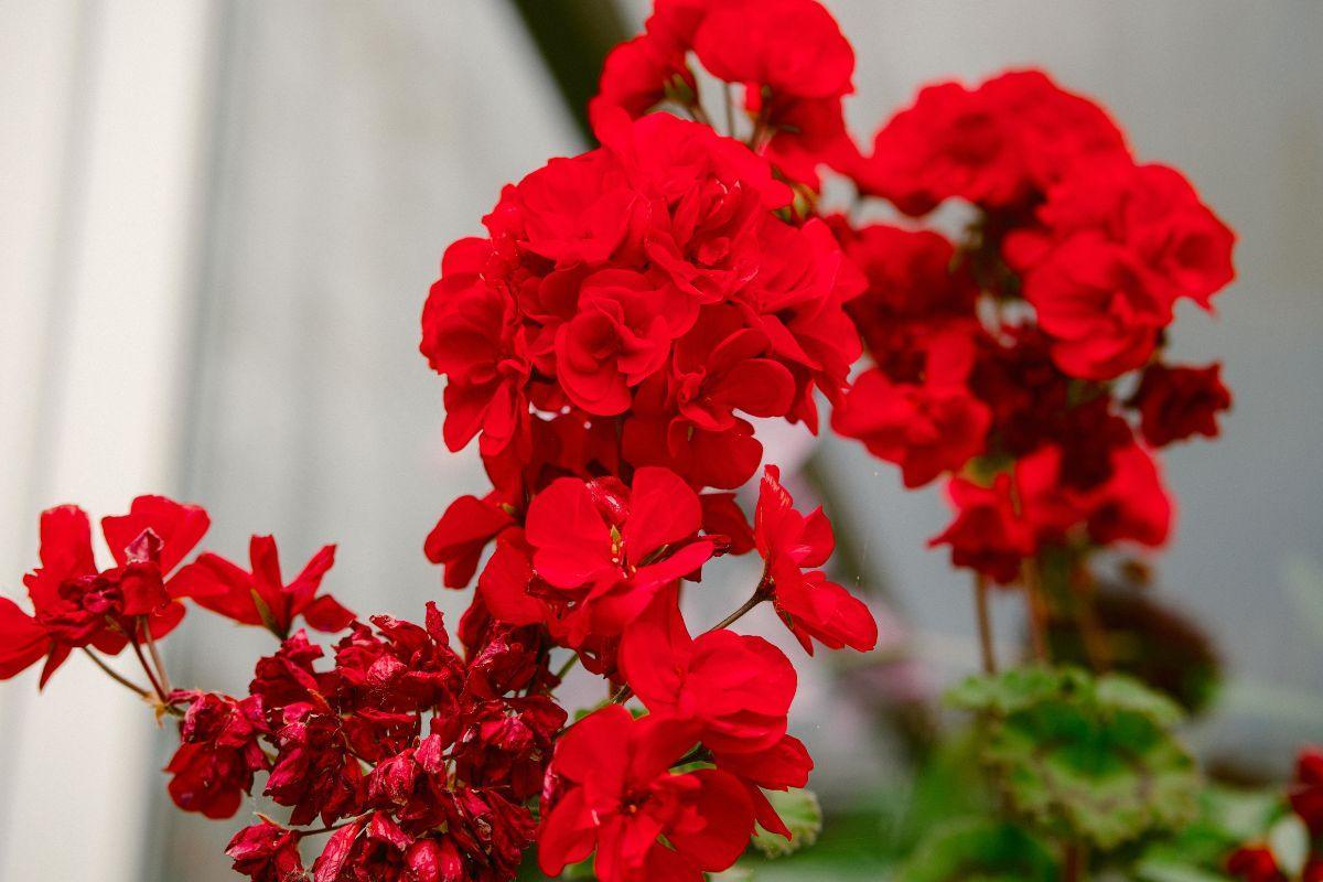 Tik vienas lašas jodo, o pelargonija žydės visus metus!