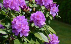 Vienas neapgalvotas veiksmas – ir jūsų rododendras neišgyvens žiemos