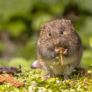 Vienas paprastas būdas atbaidys pelėnus iš sodo amžiams