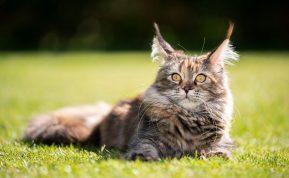 Viskas, ką norite sužinoti apie Meino meškėnų kates