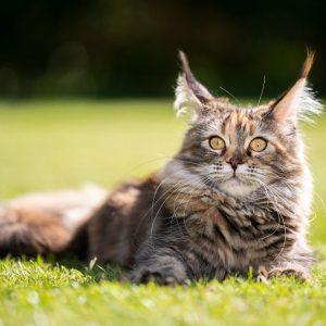 Viskas, ką norite sužinoti apie Meino meškėnų kates