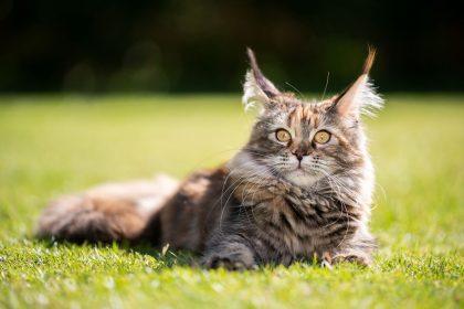 Viskas, ką norite sužinoti apie Meino meškėnų kates