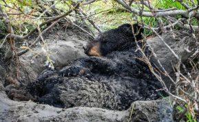Žiemos miegas gamtoje: kaip gyvūnai išgyvena šalčius