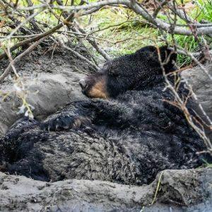 Žiemos miegas gamtoje: kaip gyvūnai išgyvena šalčius