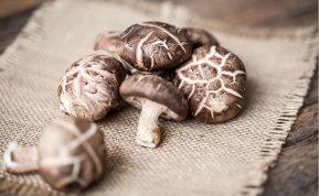 Shiitake grybai: Japonijoje juos vertina šimtmečius, o padeda nuo dažniausios lietuvių ligos