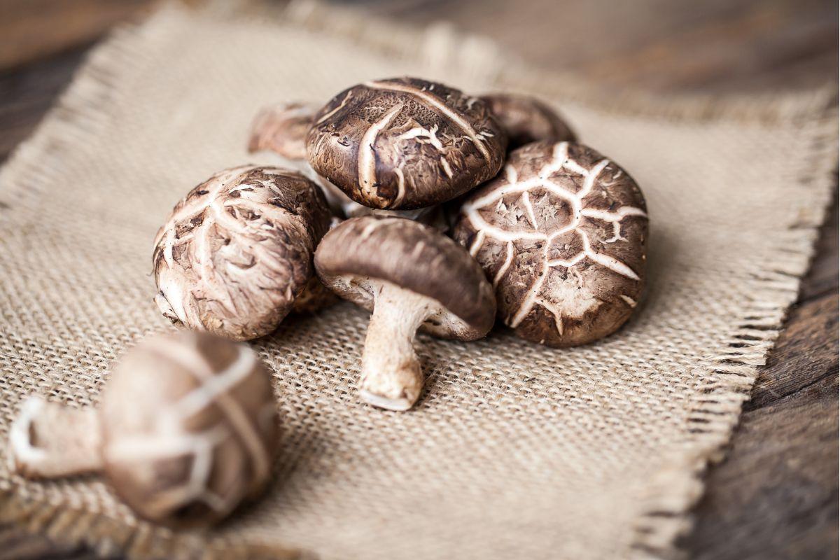 Shiitake grybai: Japonijoje juos vertina šimtmečius, o padeda nuo dažnos lietuvių ligos