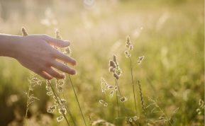 „Palieski žolę": interneto pajuoka, kuri pasirodė esanti mokslinė tiesa