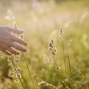 „Palieski žolę": interneto pajuoka, kuri pasirodė esanti mokslinė tiesa