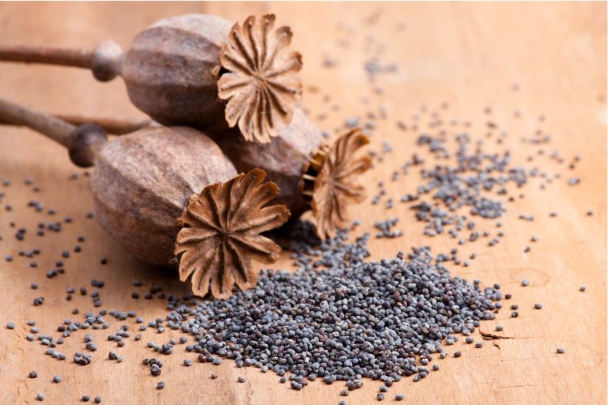 Aguonų nauda sveikatai: kalcio šaltinis, 10 kartų pranokstantis pieną