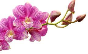 Siekiant, kad orchidėja augtų visus metus, jums reikės česnako: gėlininkai atskleidė paprastą triuką