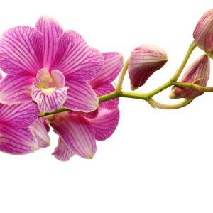 Siekiant, kad orchidėja augtų visus metus, jums reikės česnako: gėlininkai atskleidė paprastą triuką