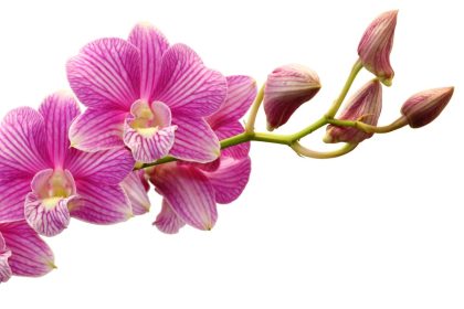 Siekiant, kad orchidėja augtų visus metus, jums reikės česnako: gėlininkai atskleidė paprastą triuką