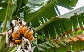 Kas nutiks jūsų organizmui, jei pradėsite valgyti 2 bananus per dieną: rezultatai stebina