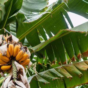 Kas nutiks jūsų organizmui, jei pradėsite valgyti 2 bananus per dieną: rezultatai stebina