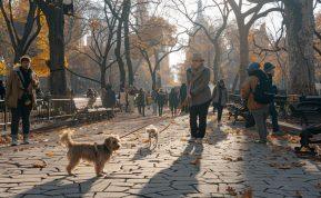 Šunų vedžiojimo taisyklės: ką pažeidžia dauguma šeimininkų