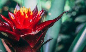 Raudonas egzotiškas tropinis gėlės žiedas