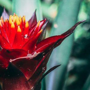 Raudonas egzotiškas tropinis gėlės žiedas