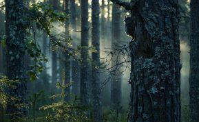 Kodėl filmas „Sengirė" iš tiesų yra kažkas daugiau nei dokumentika