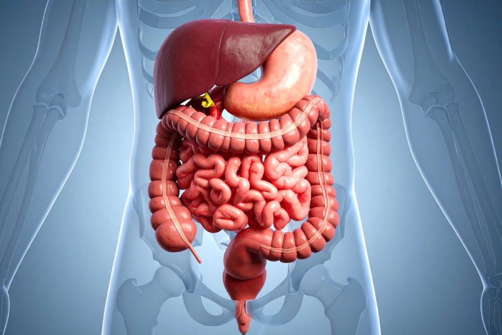 Žmogaus virškinimo sistemos schema su skrandžiu ir žarnomis