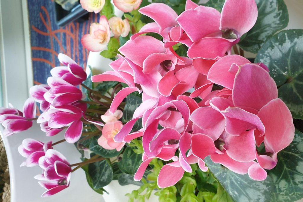 Rožinės žiedai puokštėje