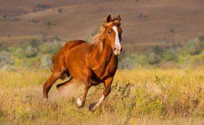 2026 metų Kinų horoskopas: ką Raudonasis Ugninis Arklys paruošė kiekvienam ženklui