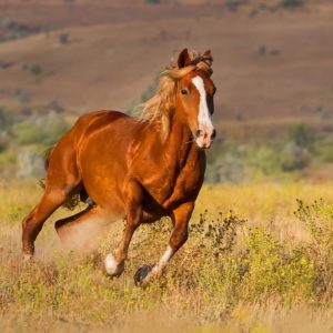 2026 metų Kinų horoskopas: ką Raudonasis Ugninis Arklys paruošė kiekvienam ženklui
