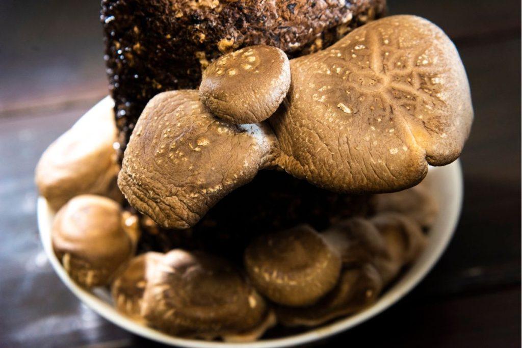 Shiitake grybai: Japonijoje juos vertina šimtmečius, o padeda nuo dažniausios lietuvių ligos. Kiek valgyti ir kaip ruošti