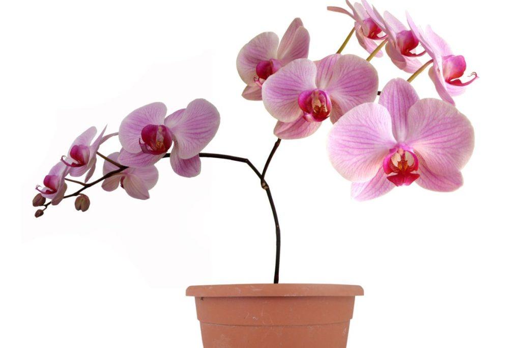 Siekiant, kad orchidėja augtų visus metus, jums reikės česnako: gėlininkai atskleidė paprastą triuką – Kaip paruošti česnako vandenį orchidėjoms