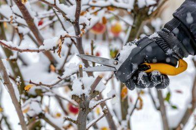Vaismedžių genėjimas gruodį: kokius augalus galima kirpti metų pabaigoje – Kaulaviaisių medžių genėjimo ypatybės