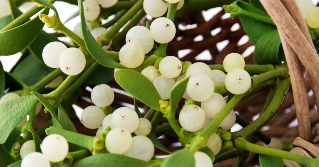 Amalas – kalėdinis augalas