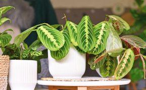 5 veiksmingi būdai, kurie padės nustatyti, kada reikia laistyti kambarinius augalus