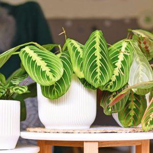 5 veiksmingi būdai, kurie padės nustatyti, kada reikia laistyti kambarinius augalus