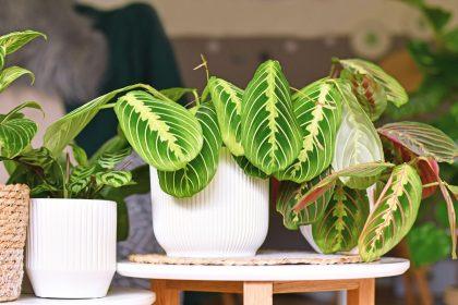 5 veiksmingi būdai, kurie padės nustatyti, kada reikia laistyti kambarinius augalus