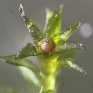 Šis augalas gali pakeisti žmonijos ateitį už Žemės ribų. Nepatikėsite, kas tai. Nuotrauka priklauso: scientificamerican.com